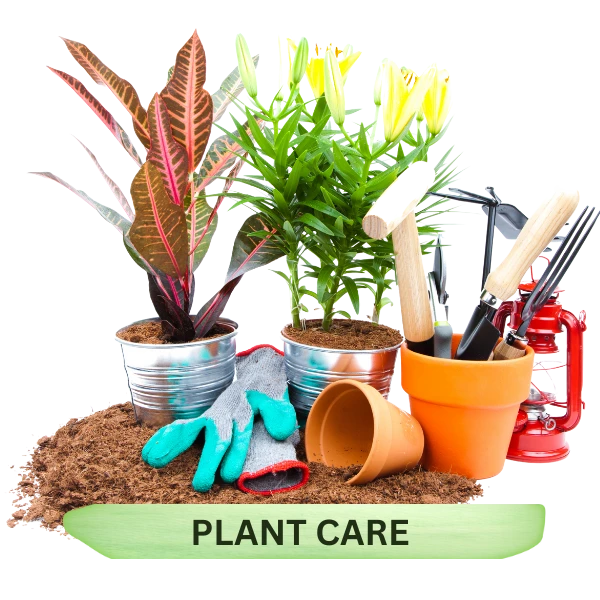 Plant Care